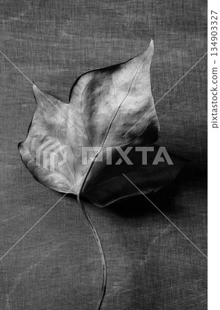 Autumn leaf over dark background and shadows Autumn leaf over dark background and shadows 134903327