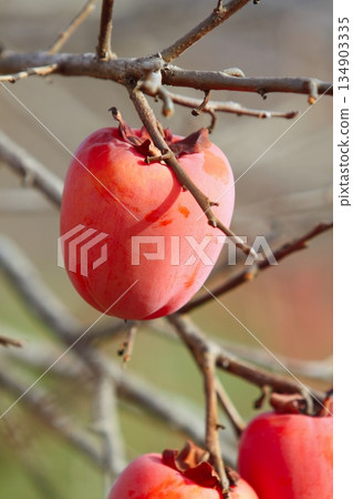 persimmon fruit tree autumn fruits 134903335