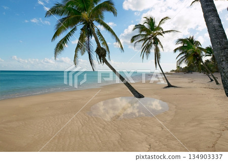 tropical beach palm trees water reflection Caribbean tropical beach palm trees water reflection Caribbean 134903337
