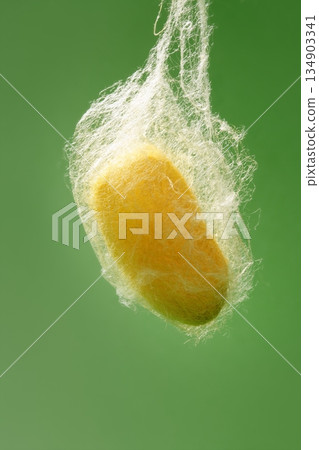 cocoon of silkworm hanging on silk worm net 134903341