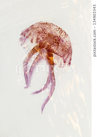 luminiscent red pink jellyfish pelagia noctiluca luminiscent red pink jellyfish pelagia noctiluca 134903343