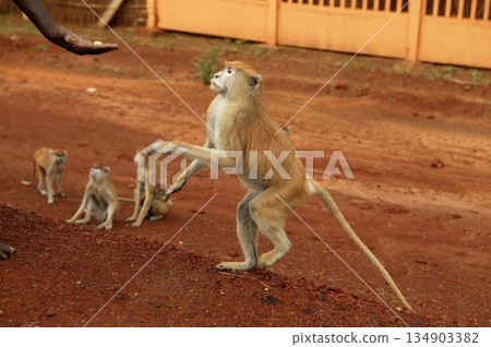 African wild monkeys eating people food 134903382