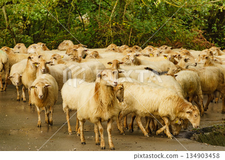 Sheeps in spanish mountains 134903458
