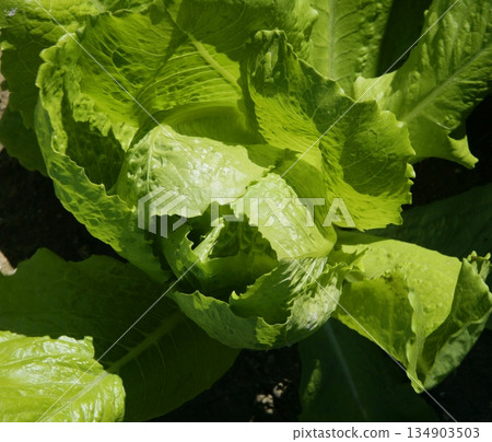 lettuce fields in green vivid color 134903503