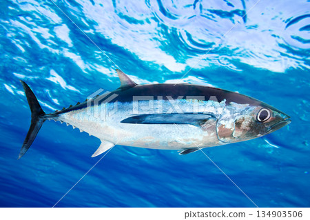 Albacore tuna fish Thunnus Alalunga Albacore tuna fish Thunnus Alalunga 134903506