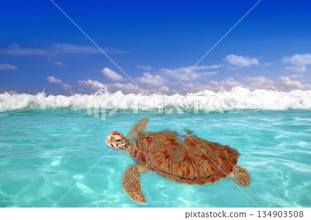 Green sea Turtle Chelonia mydas Caribbean Green sea Turtle Chelonia mydas Caribbean 134903508