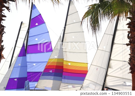 hoby hobby cat colorful sails palm tree leaf 134903551