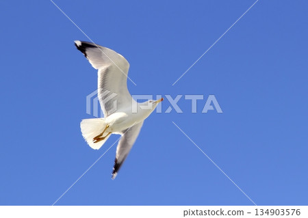white seagull flying blue sky from below 134903576