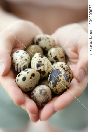 woman hands holding fragile quail eggs 134903673
