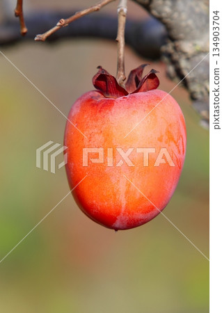 persimmon fruit tree autumn fruits persimmon fruit tree autumn fruits 134903704