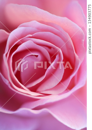 Pink rose flower macro detail in soft light 134903775