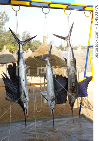 Sailfish catch hanging marlin fishing trophy 134903776