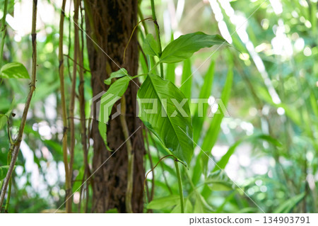 Jungle rainforest in Riviera Maya Jungle rainforest in Riviera Maya 134903791