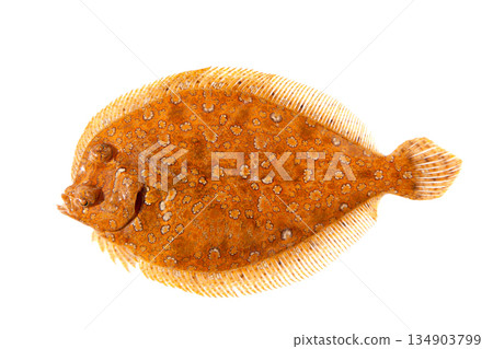 Trubot fish Psetta maxima isolated on white Trubot fish Psetta maxima isolated on white 134903799