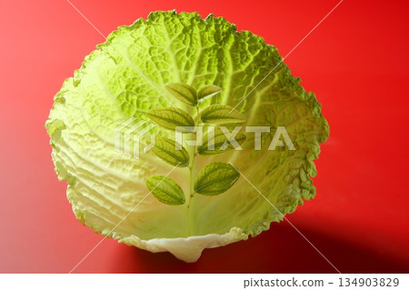 growing inside a cabbage leaf 134903829
