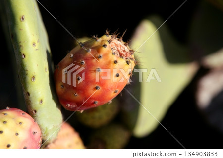 Nopal spiny orange fig fruits from Spain Nopal spiny orange fig fruits from Spain 134903833