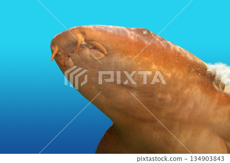 Nurse shark gata nodriza Ginglymostoma cirratum 134903843