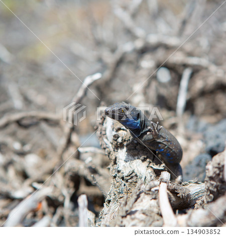 La Palma typical lizard Tizon Gallotia galloti palmae 134903852