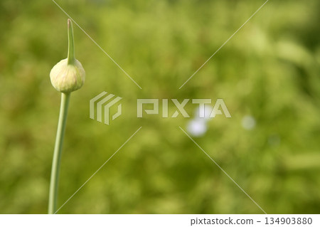 onion flower closed bud over green background 134903880