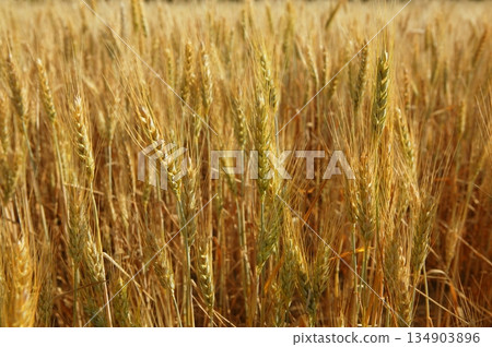 golden wheat cereal yellow field golden wheat cereal yellow field 134903896