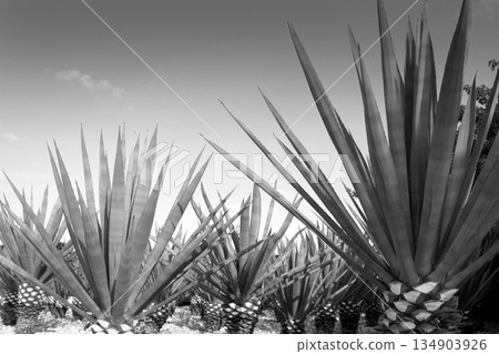 Agave tequilana plant for Mexican tequila liquor 134903926