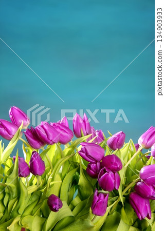 tulips pink flowers blue green studio shot tulips pink flowers blue green studio shot 134903933