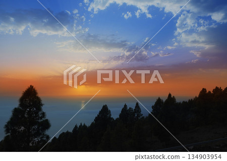 La Palma canary Pine backlight in sunset sky La Palma canary Pine backlight in sunset sky 134903954