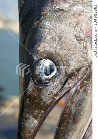mediterranean spearfish billfish head tetrapturus belone marlin 134903963