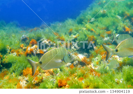 Diplodus Sargus fish underwater Mediterranean Diplodus Sargus fish underwater Mediterranean 134904119