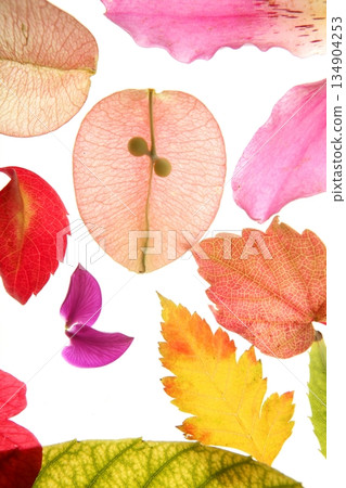 Color flowers, leaves, petals, isolated white background Color flowers, leaves, petals, isolated white background 134904253
