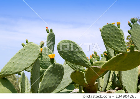 chumbera nopal cactus plant typical mediterranean 134904263