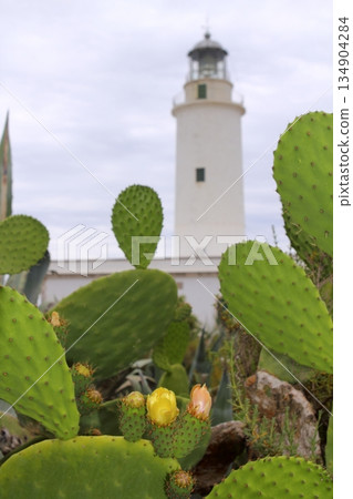 La Mola lighthouse Formentera nopal chumbera 134904284