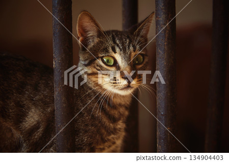 cat portrain from behind a fence cat portrain from behind a fence 134904403