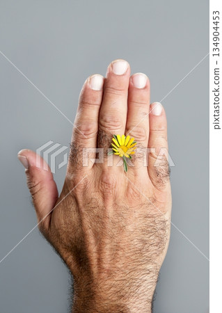 Concept and contrast of hairy man hand and flower Concept and contrast of hairy man hand and flower 134904453