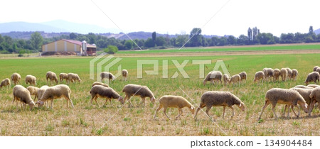 sheep flock grazing meadow in grass field sheep flock grazing meadow in grass field 134904484
