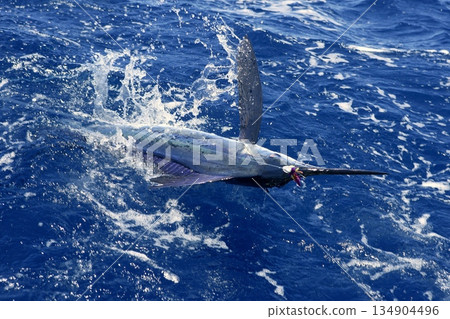 Atlantic white marlin big game sport fishing Atlantic white marlin big game sport fishing 134904496