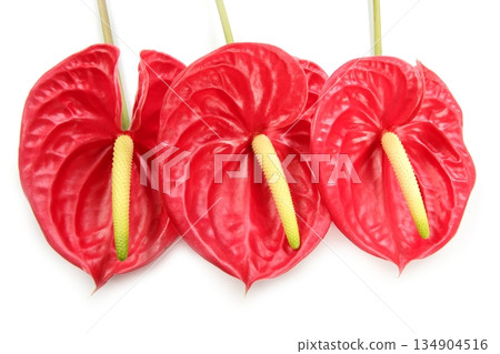 Anthurium exotic beautiful red flower still Anthurium exotic beautiful red flower still 134904516