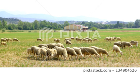sheep flock grazing meadow in grass field 134904520