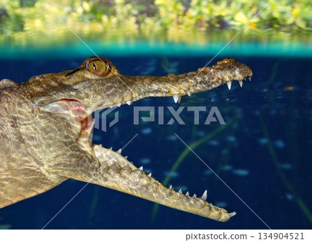 Crocodile cayman swimming in mangrove swamp Crocodile cayman swimming in mangrove swamp 134904521