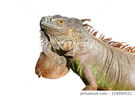 Iguana from mexico profile portrait detail macro 134904522