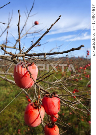 persimmon fruits on trees field agriculture persimmon fruits on trees field agriculture 134904617