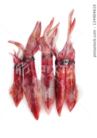 fresh squid Loligo vulgaris seafood catch fresh squid Loligo vulgaris seafood catch 134904619