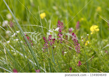 Fumaria officinalis pink purple flowers spring meadow Fumaria officinalis pink purple flowers spring meadow 134904649