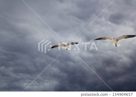 cloudy dramatic sky with seagull flying 134904657