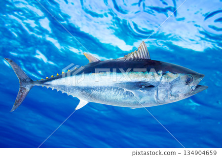 Bluefin tuna Thunnus thynnus saltwater fish 134904659