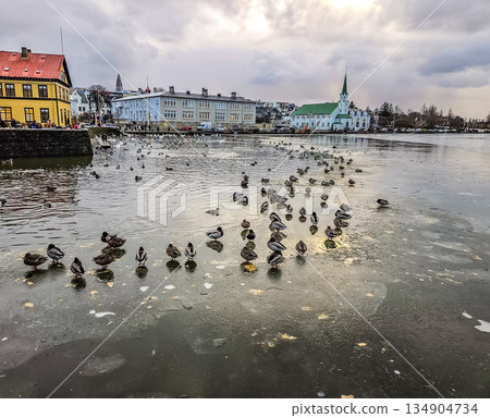 Ducks Standing on Frozen Lake in Winter Urban Landscape Ducks Standing on Frozen Lake in Winter Urban Landscape 134904734