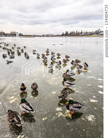 Wild Ducks Standing on Frozen Lake in Winter Landscape Wild Ducks Standing on Frozen Lake in Winter Landscape 134904735