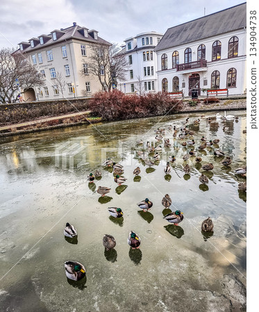Ducks Standing on Frozen Pond in Reykjavik City Park 134904738