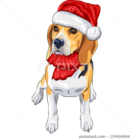 dog Beagle in hat of Santa Claus dog Beagle in hat of Santa Claus 134904864
