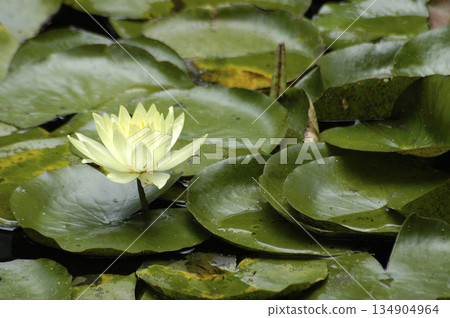 pond covered with water lilies 134904964